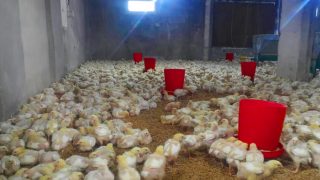 حظيرة دجاج في مدينة دوزجة جاهزة للبيع