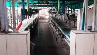 مصنع حليب في سكاريا ادا بازاري